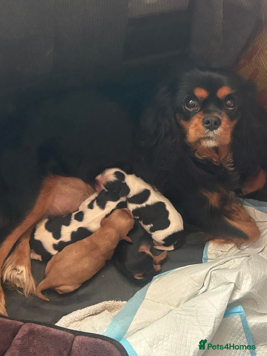 Cavalier King Charles Spaniel dogs for sale: Beautiful King Charles cavalier  - Advert 3