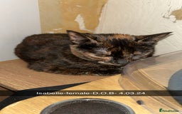 Mixed Breed cats for sale: 2 beautiful mixed breed cats - Image 2