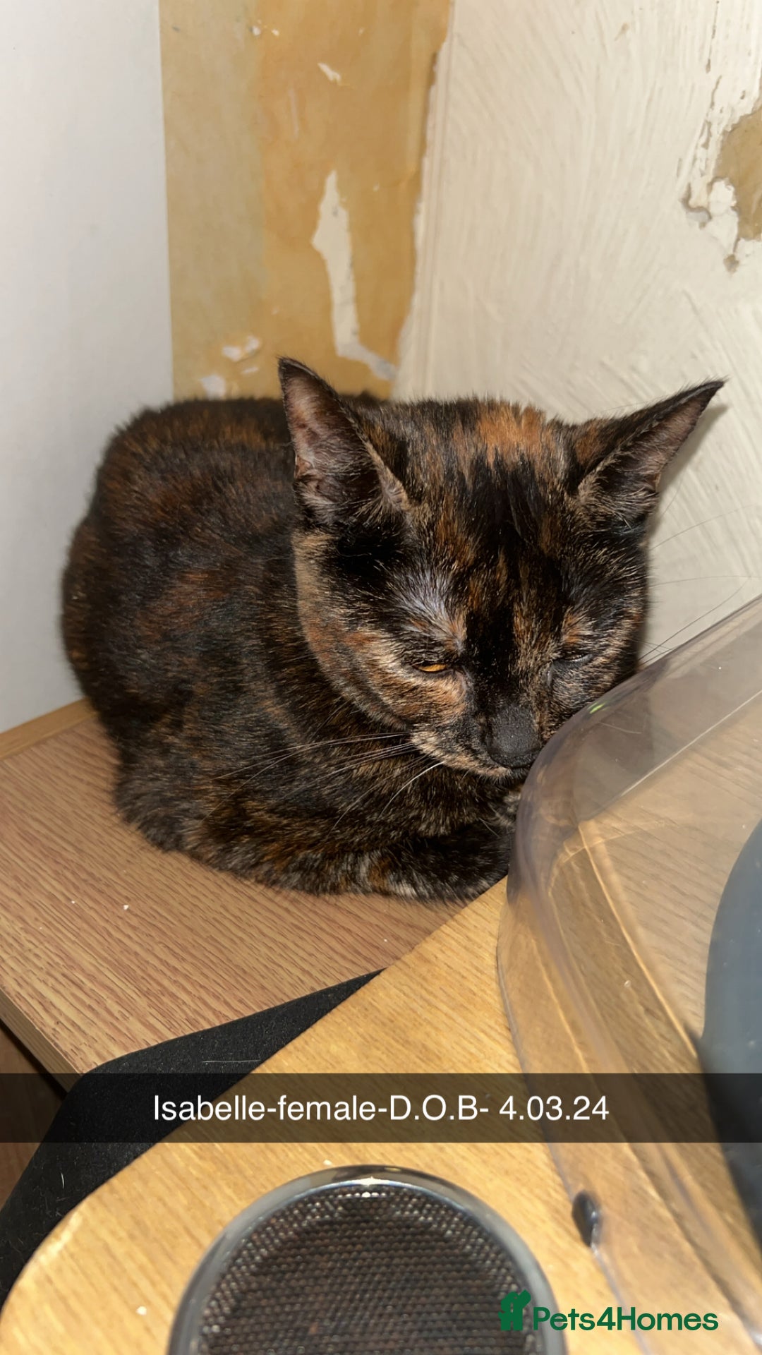 Mixed Breed cats for sale: 2 beautiful mixed breed cats - Image 2