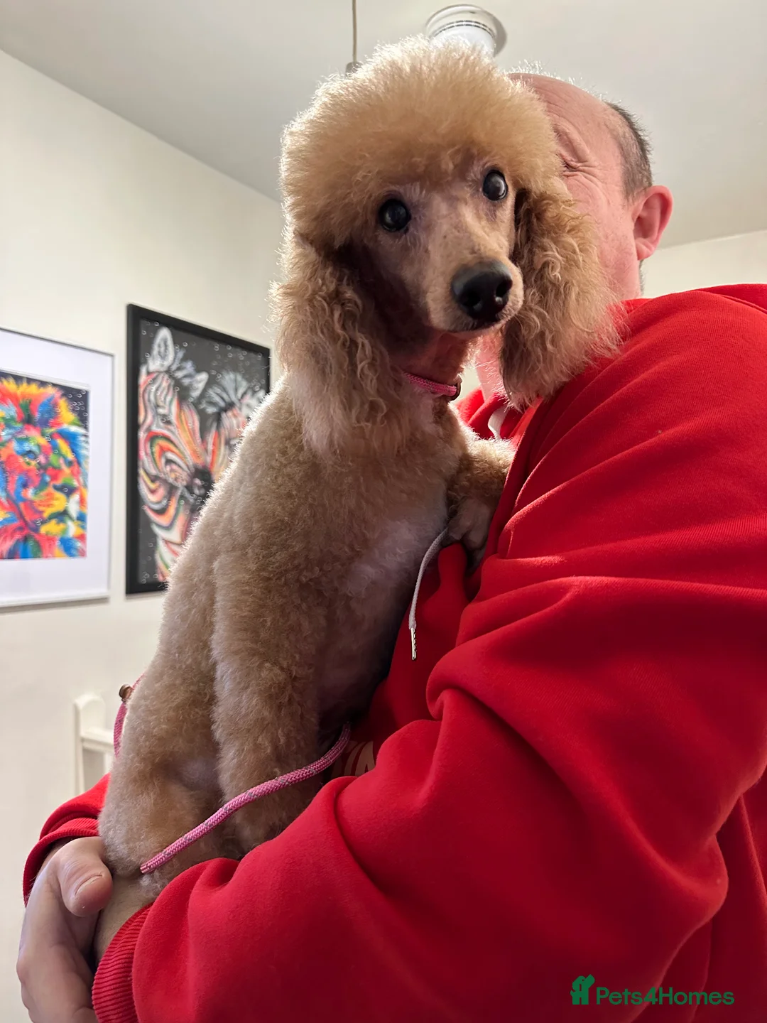 Toy Poodle dogs for stud: Eric Would like to thank everyone, now retired.  - Advert 4