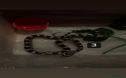 Corn Snake reptiles for sale: 3 Corn Snakes (Sold Separately) - Image 3
