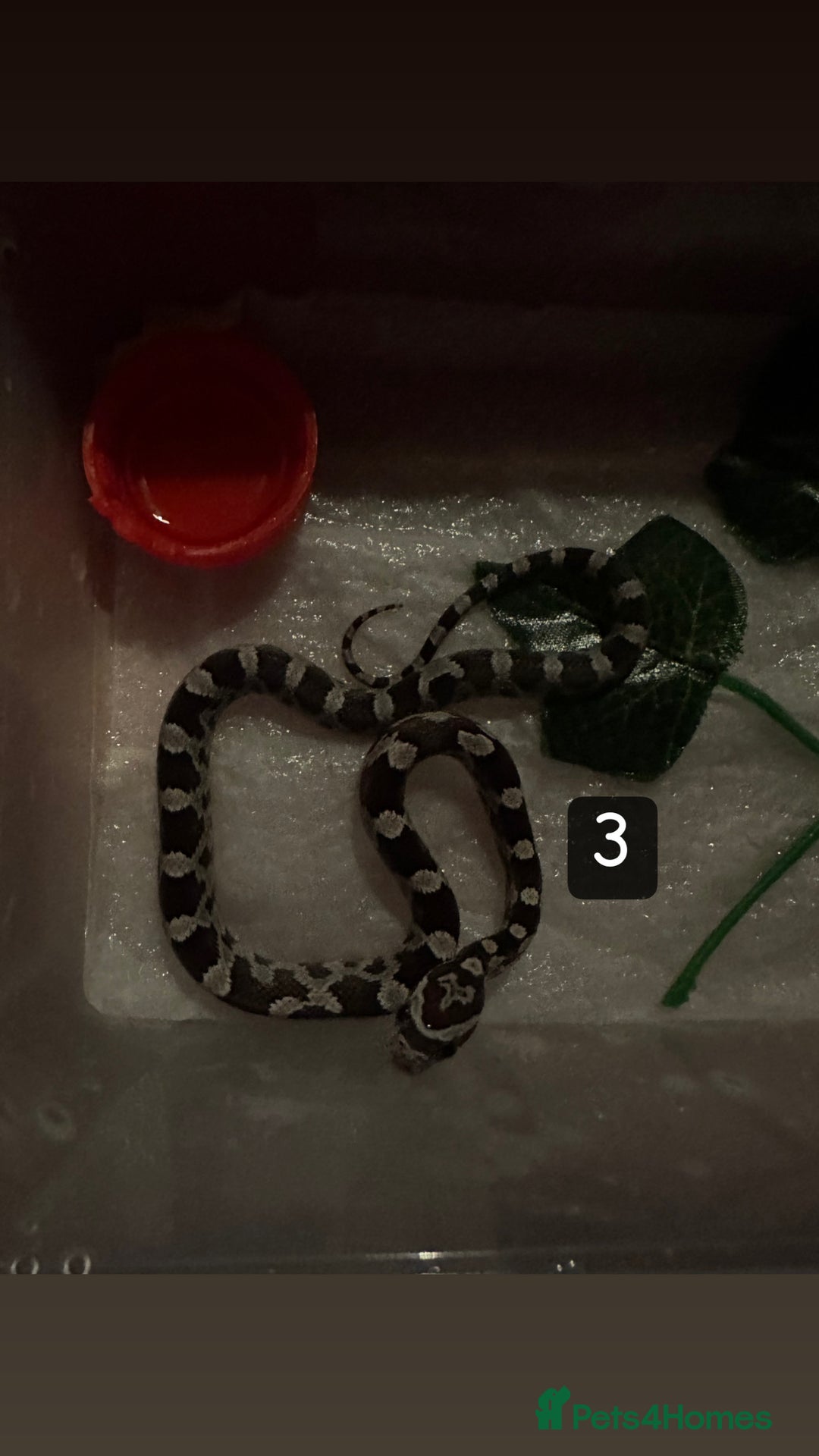 Corn Snake reptiles for sale: 3 Corn Snakes (Sold Separately) - Image 3