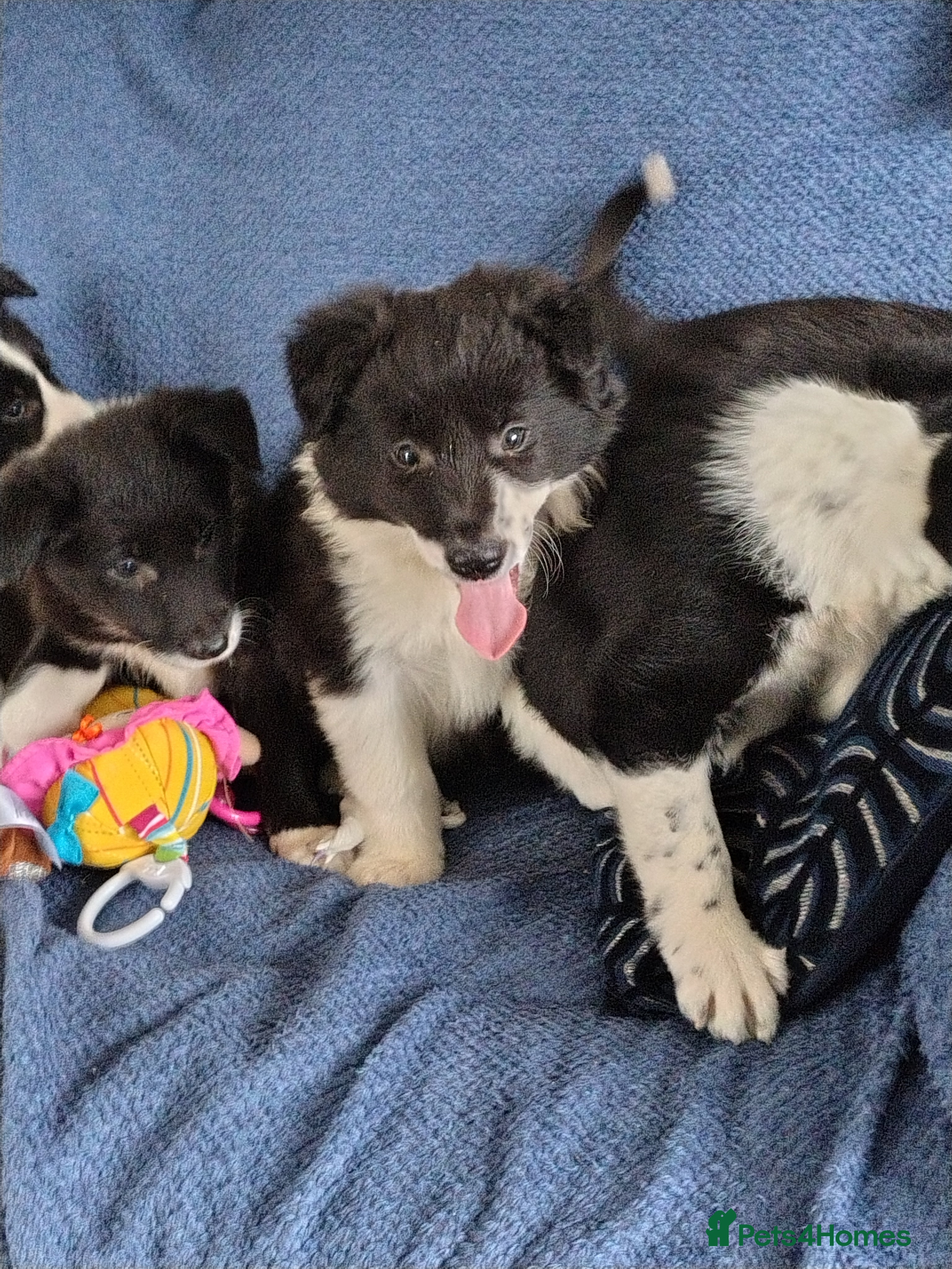 Border Collie dogs Collie Pups  - Call if interested  - Advert 1