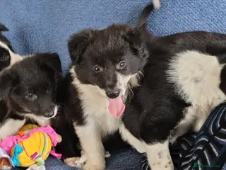 Border Collie dogs Collie Pups - Call if interested - Advert 1