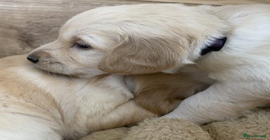 Golden Retriever dogs - Advert 2