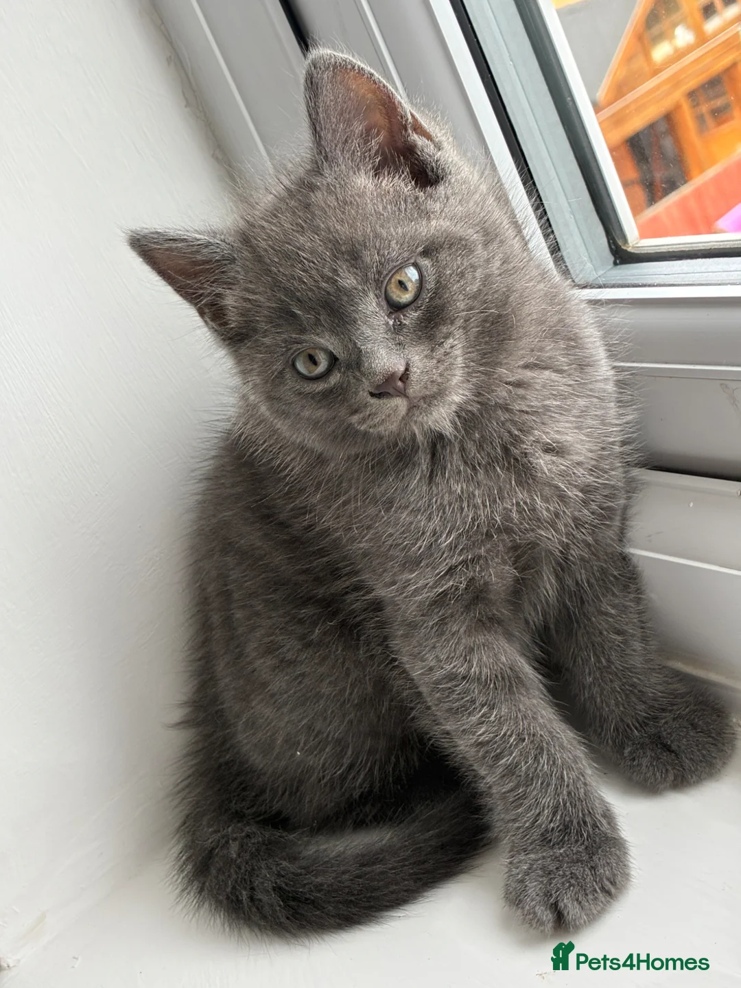 Mixed Breed cats for sale: Solid Grey BSH x Persian kitten  - Advert 1
