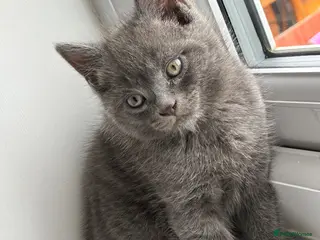 Mixed Breed cats Solid Grey BSH x Persian kitten - Advert 1