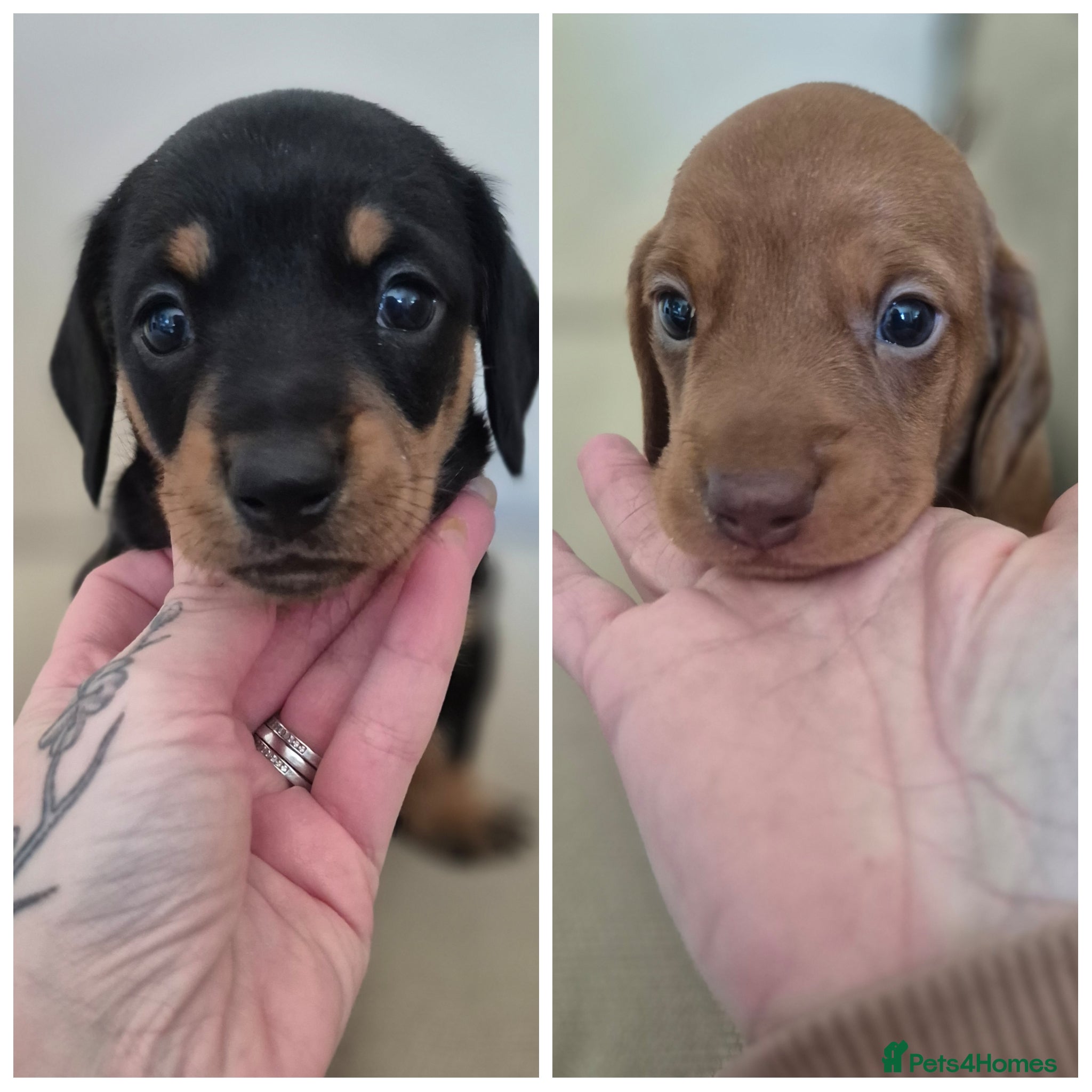 Miniature Dachshund dogs Champion Miniature Dachshunds KC Registered  - Advert 5