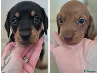 Miniature Dachshund dogs Champion Miniature Dachshunds KC Registered - Advert 5