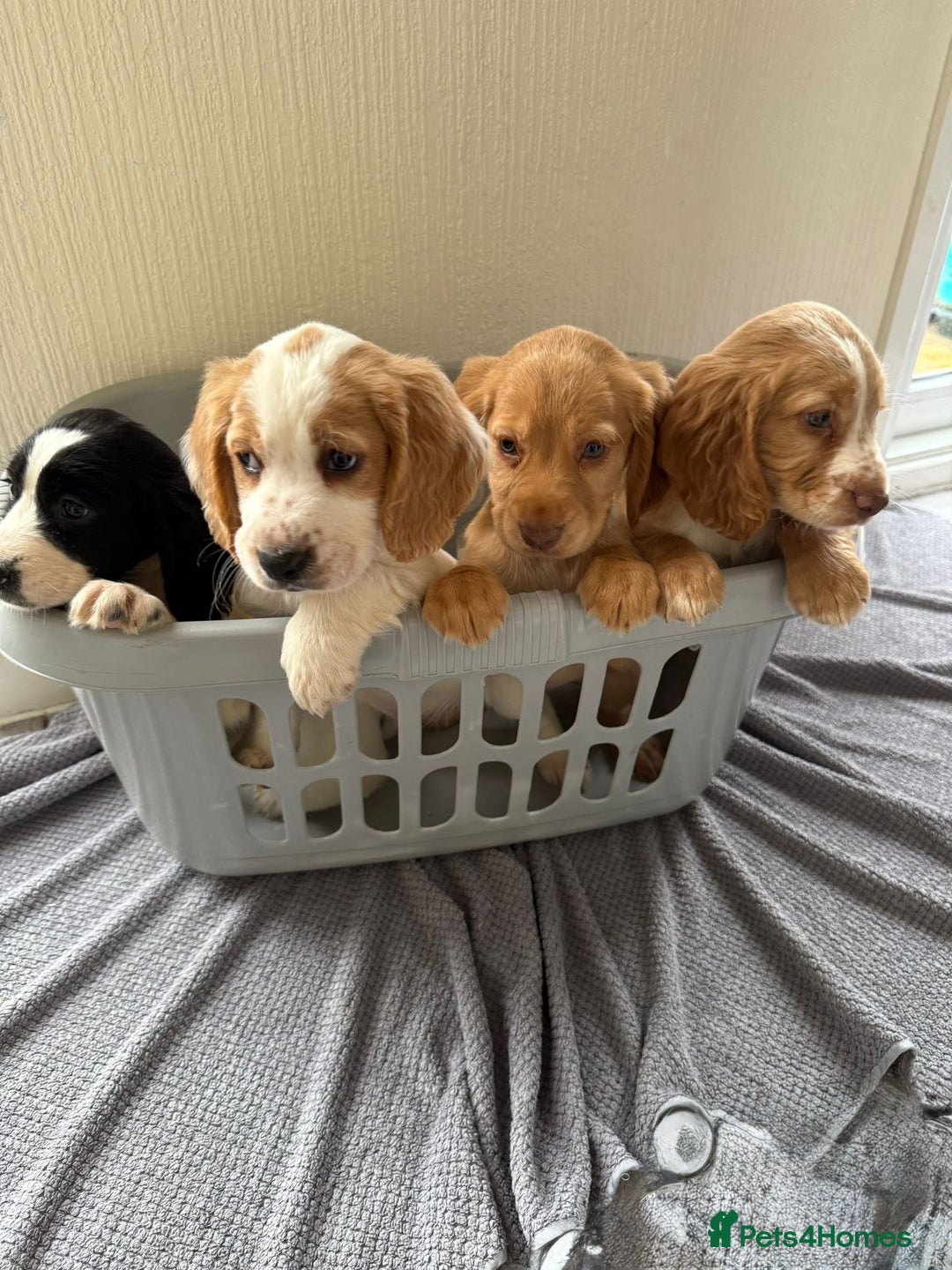 Cocker Spaniel dogs for sale: Beautiful cocker spaniel puppies for sale  - Advert 1