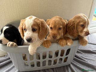 Cocker Spaniel dogs Beautiful cocker spaniel puppies for sale - Advert 1