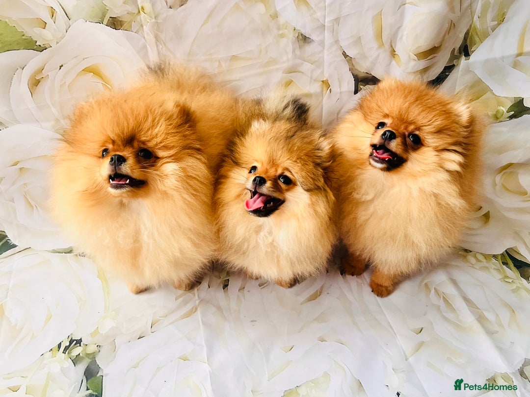 Pomeranian dogs for sale: 💗Last girl left! Royal Orange Pomeranian Pedigree - Image 12