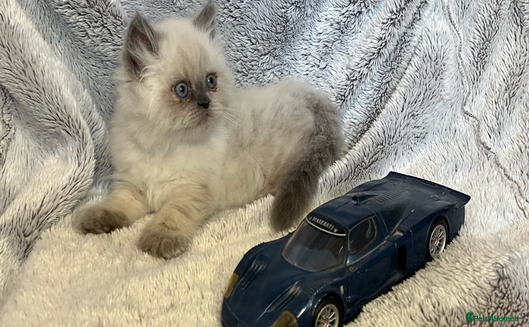 Persian cats - Advert 6