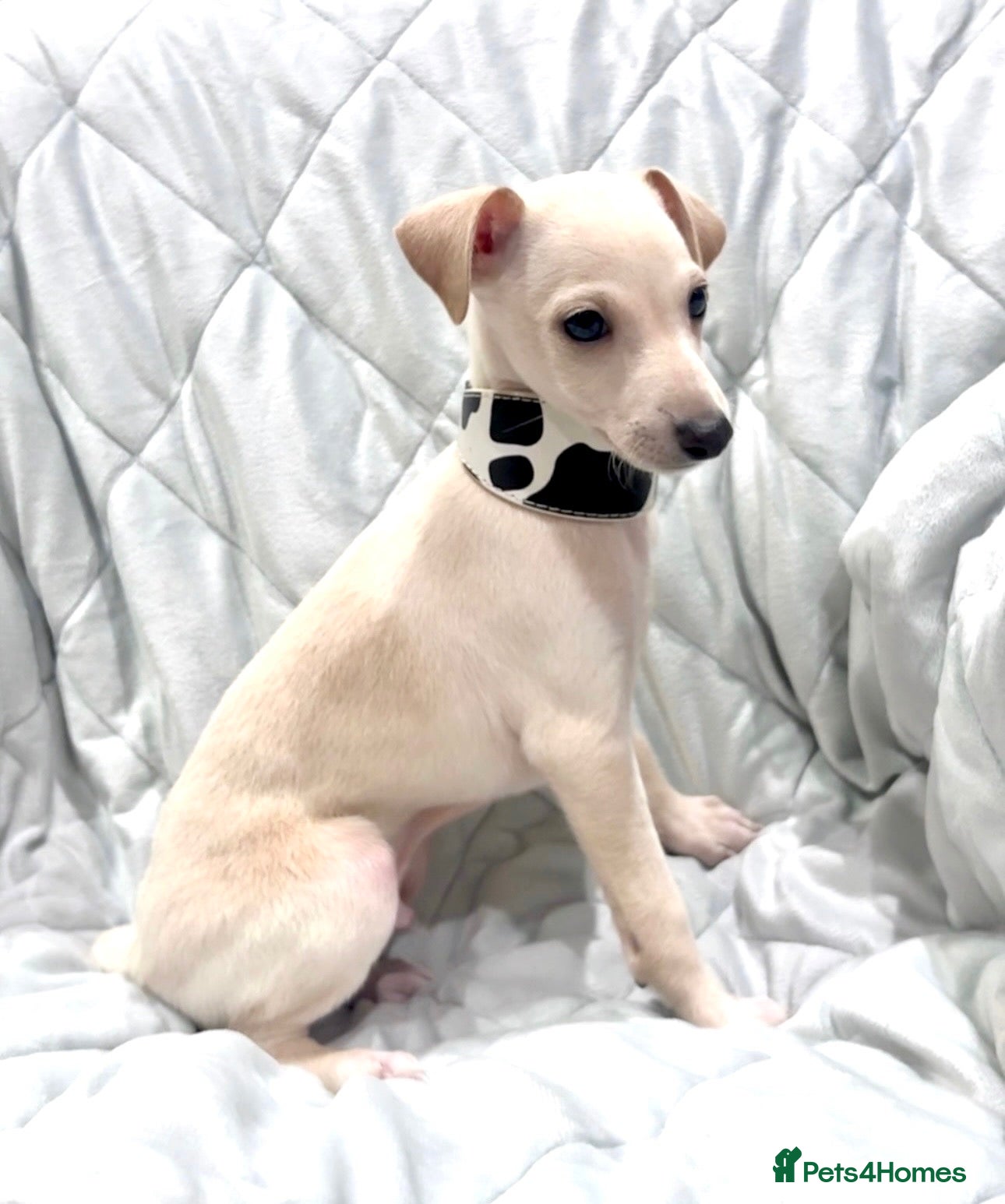 Italian Greyhound dogs Beautiful KC Reg Cream Boy - Advert 10