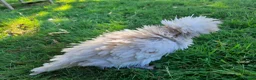 Chickens poultry for sale: Young Polish hens - Advert 6