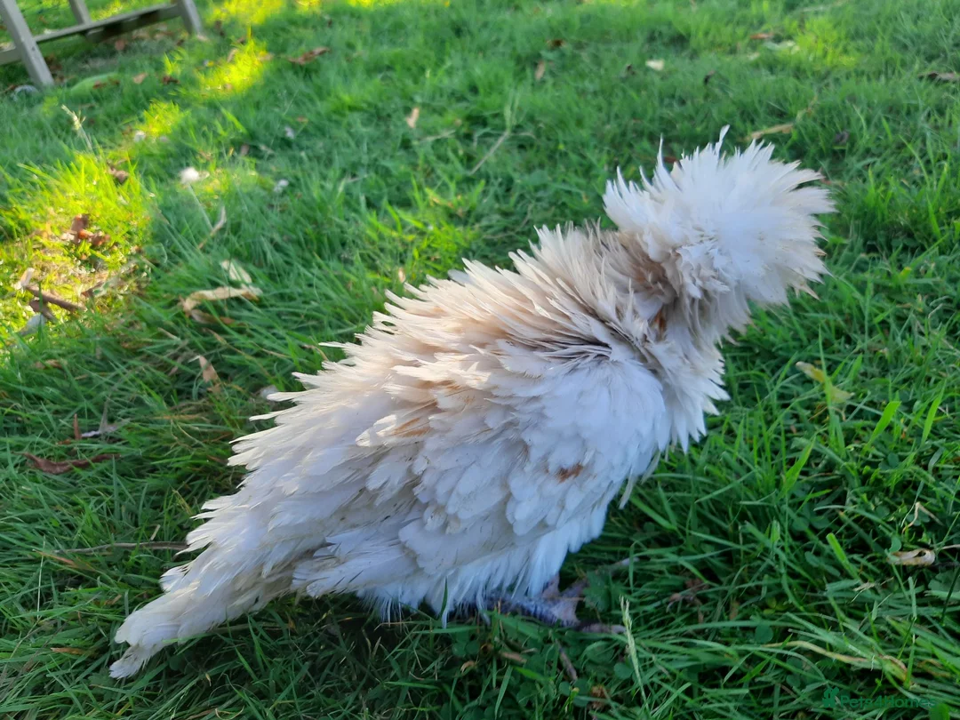 Chickens poultry for sale: Young Polish hens - Advert 6