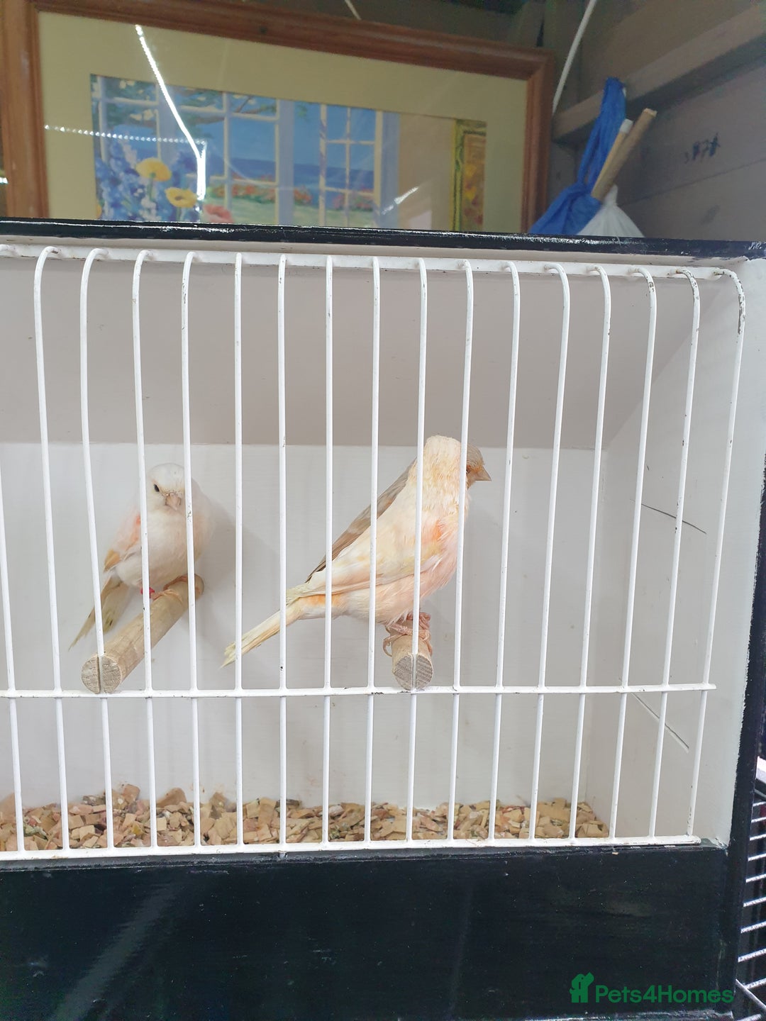 Canaries birds for sale: Canary for sale  - Image 8