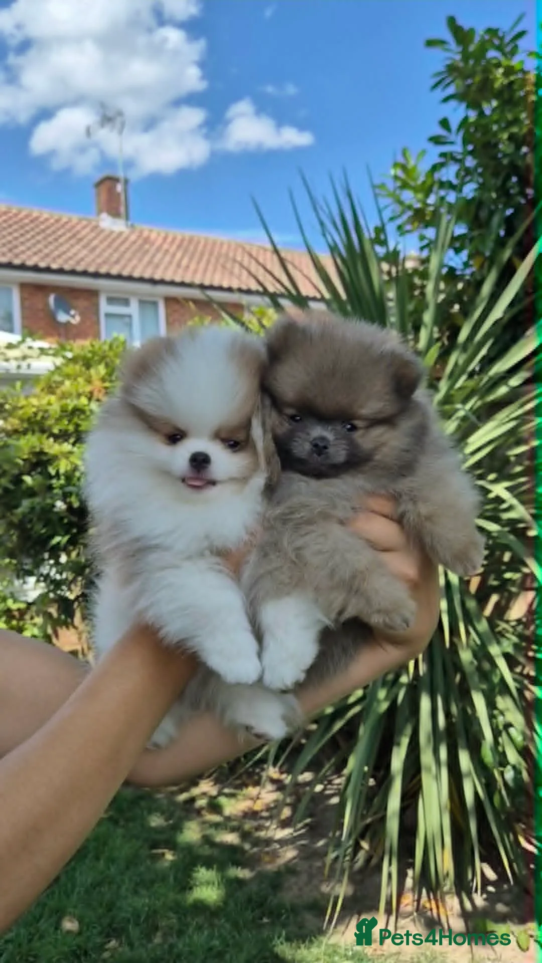 Pomeranian dogs for sale: High Quality Show Pomeranian puppies Champion Mum - Advert 1
