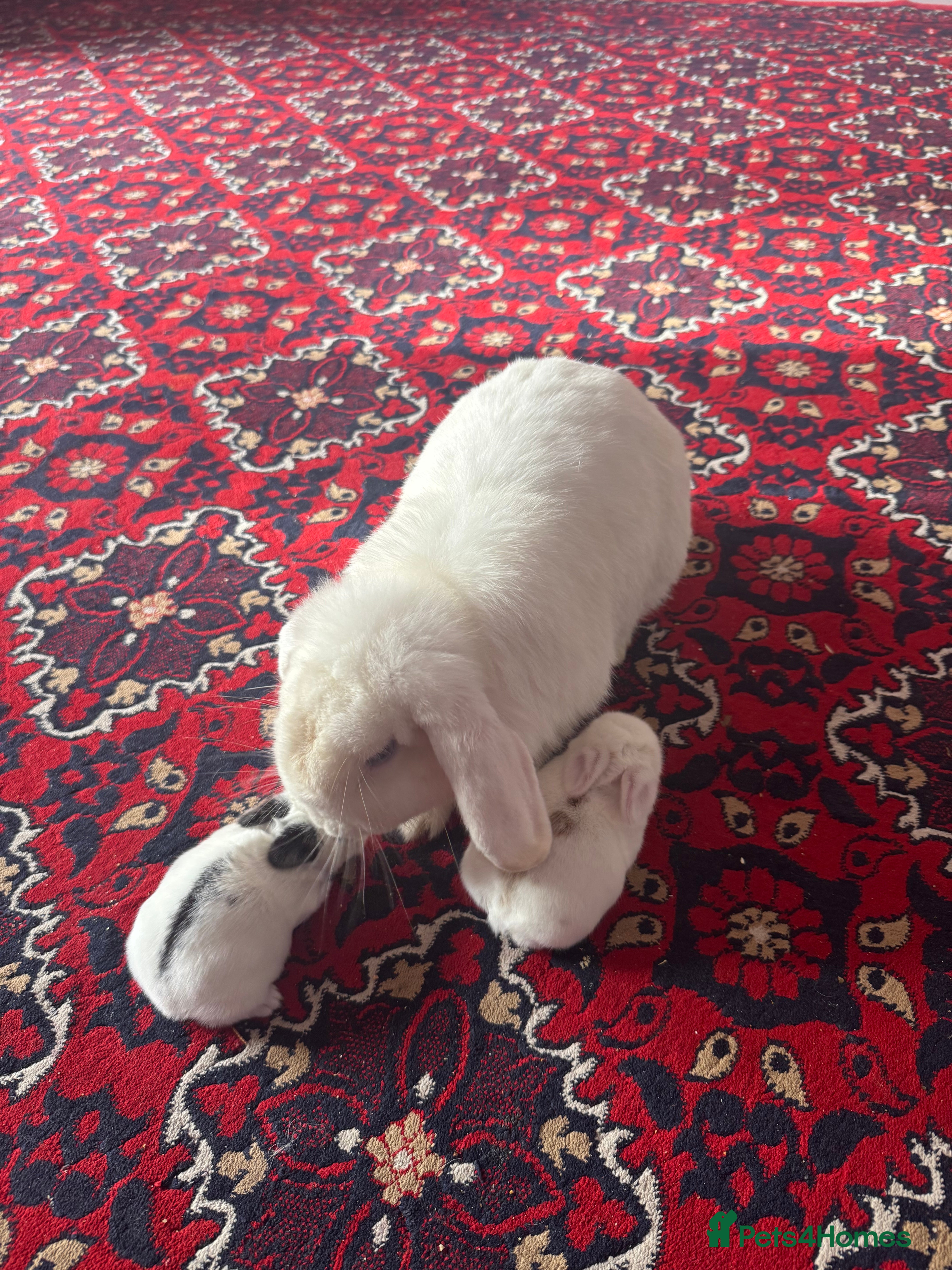 Mini Lop rabbits Baby mini lops  - Advert 7