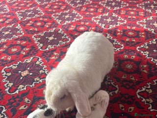 Mini Lop rabbits Baby mini lops - Advert 11