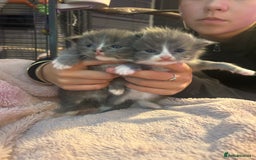 Maine Coon cats for sale: Maine coon x ragdoll  - Image 6