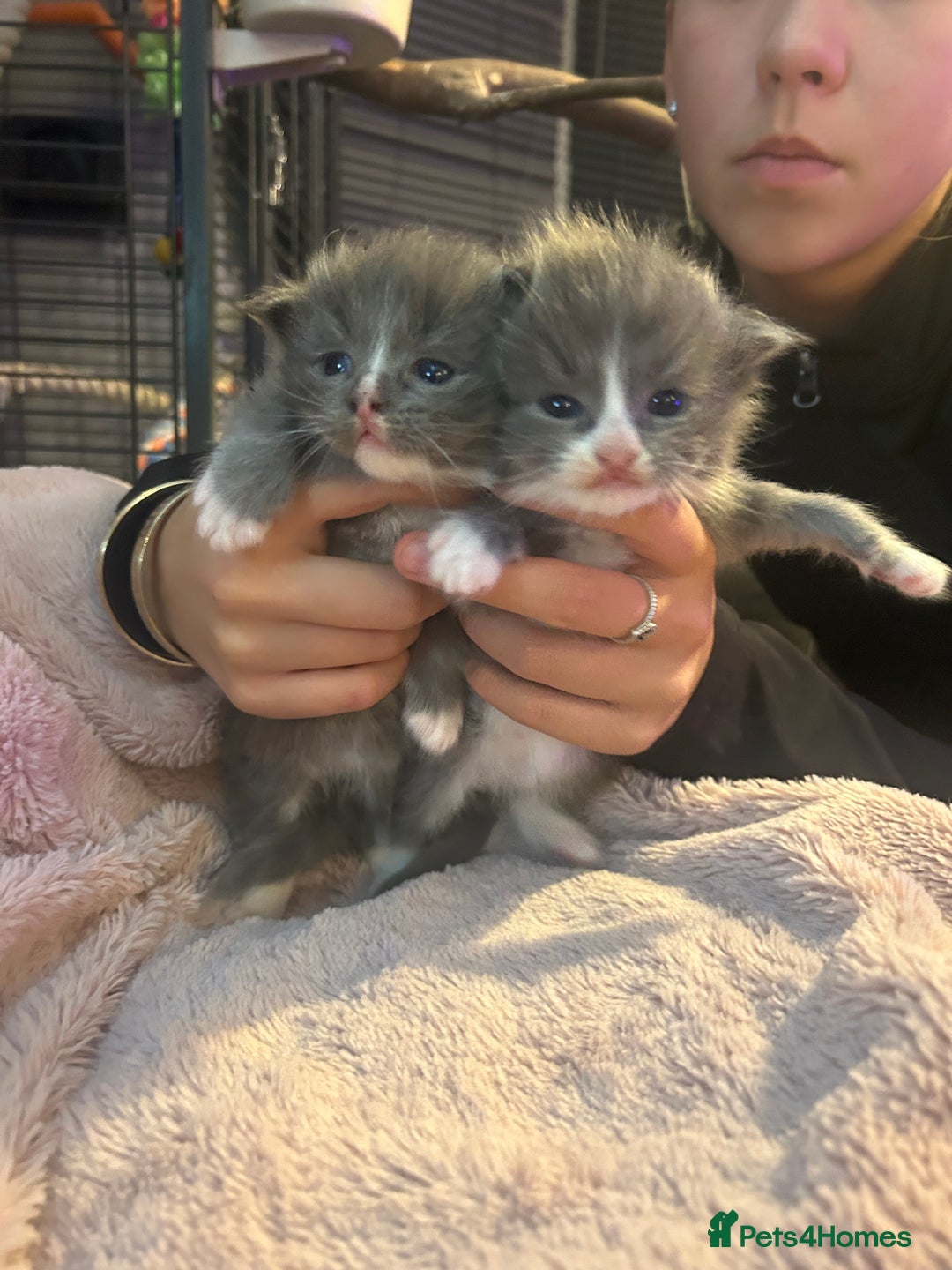 Maine Coon cats for sale: Maine coon x ragdoll  - Image 6
