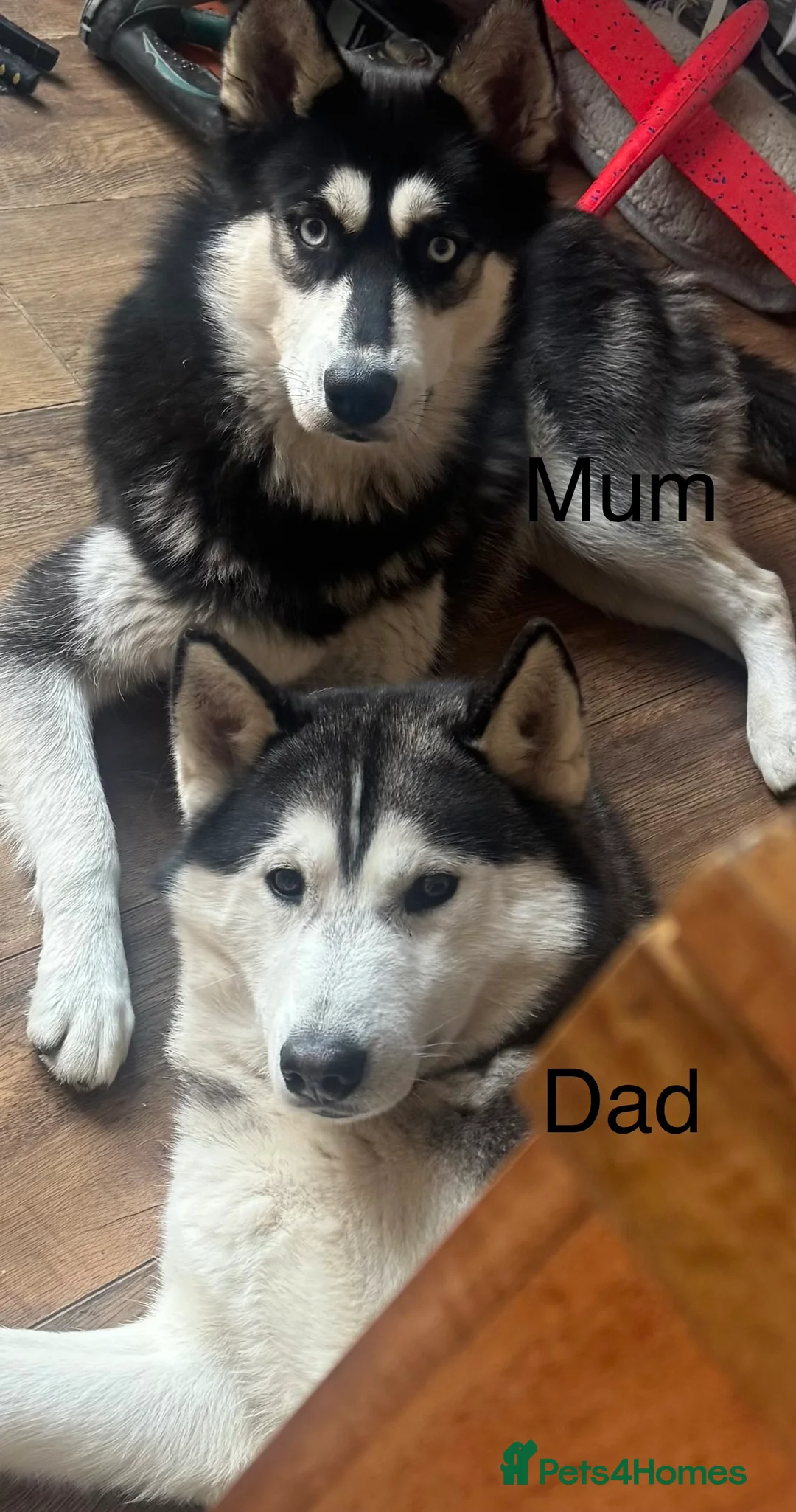 Siberian Husky dogs for sale: Siberian huskies for sale - Advert 4