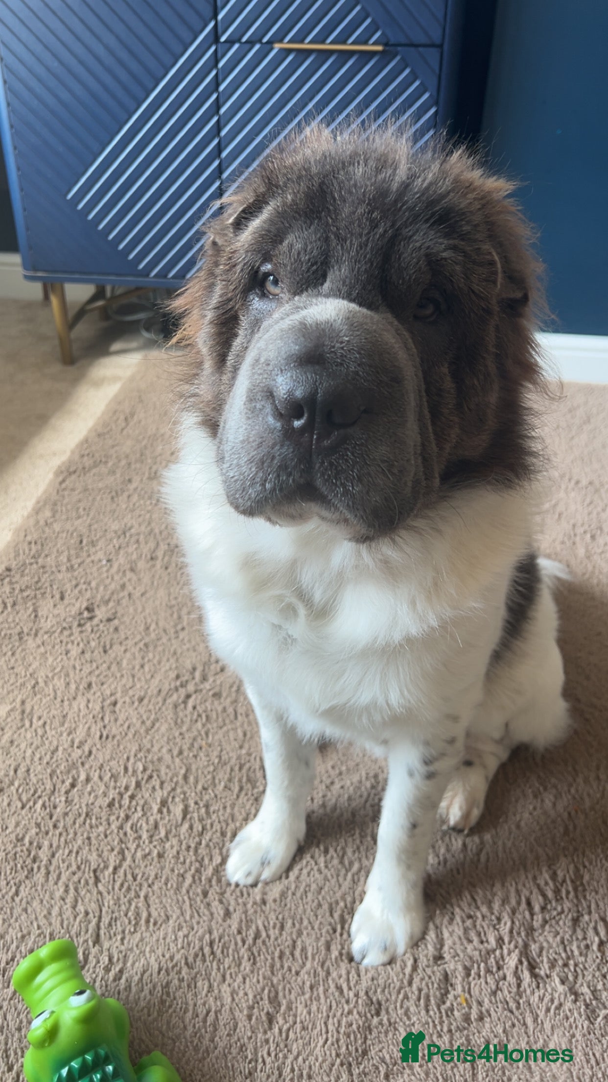 Shar Pei dogs Bear coat flowered Shar Pei STUD - Advert 2