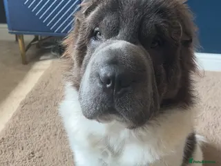 Shar Pei dogs Bear coat flowered Shar Pei STUD - Advert 1