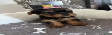 Yorkshire Terrier 4