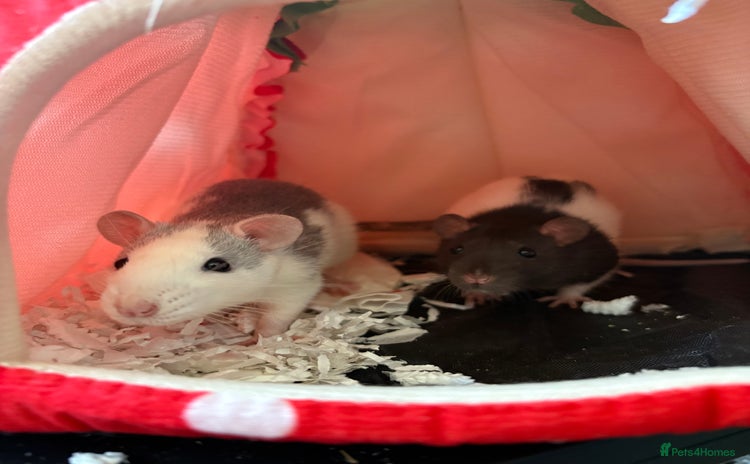 Rat rodents - Advert 1