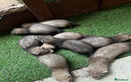 Ferret rodents for sale: Baby Ferrets - Image 10