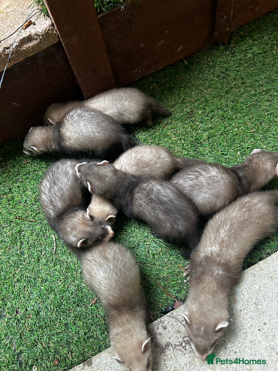Ferret rodents for sale: Baby Ferrets - Image 10