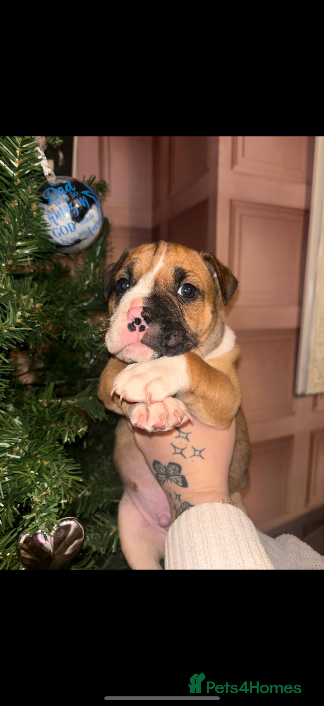Mixed Breed dogs for sale: English bulldog x staff  - Advert 2