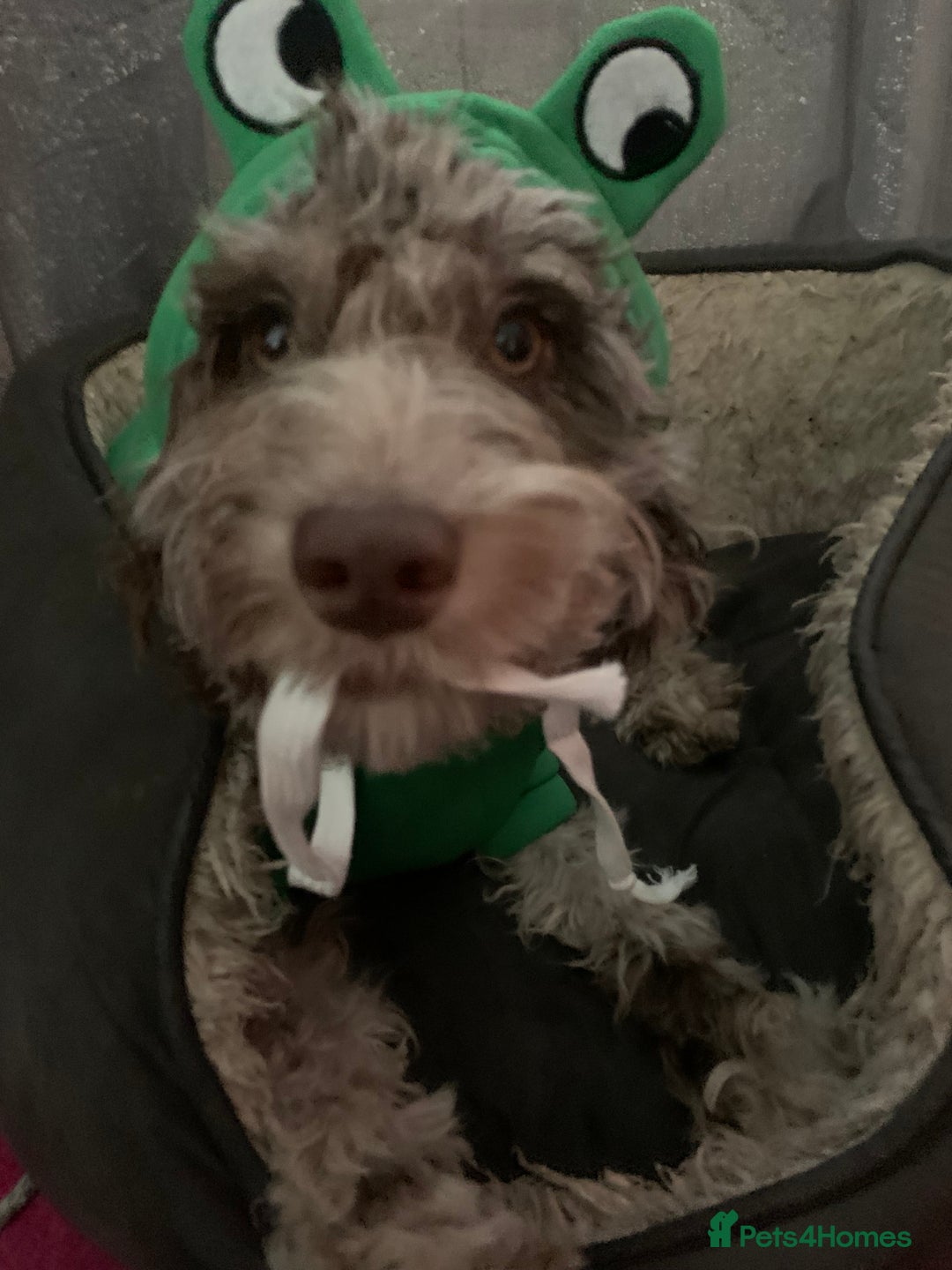 Cavapoo dogs for sale: Twinkle  - Advert 3