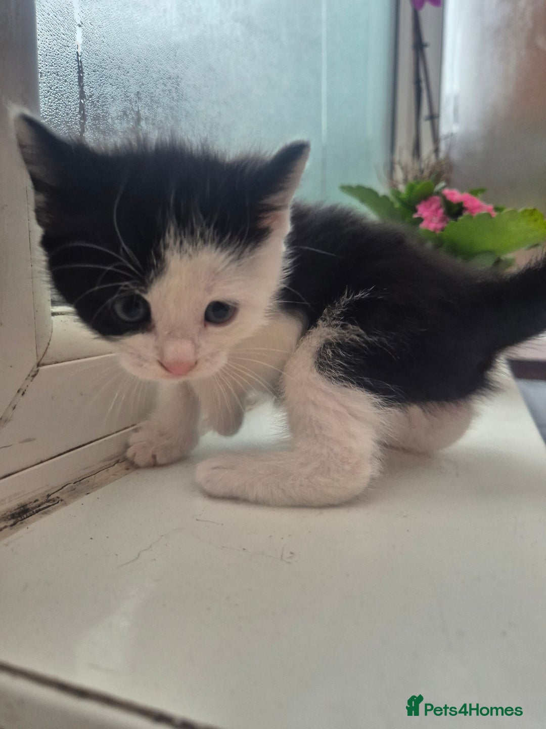 Mixed Breed cats for sale: Playful kittens🥰 - Advert 18