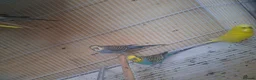 Budgerigars birds for sale: Baby budgies in Wednesbury - Advert 3