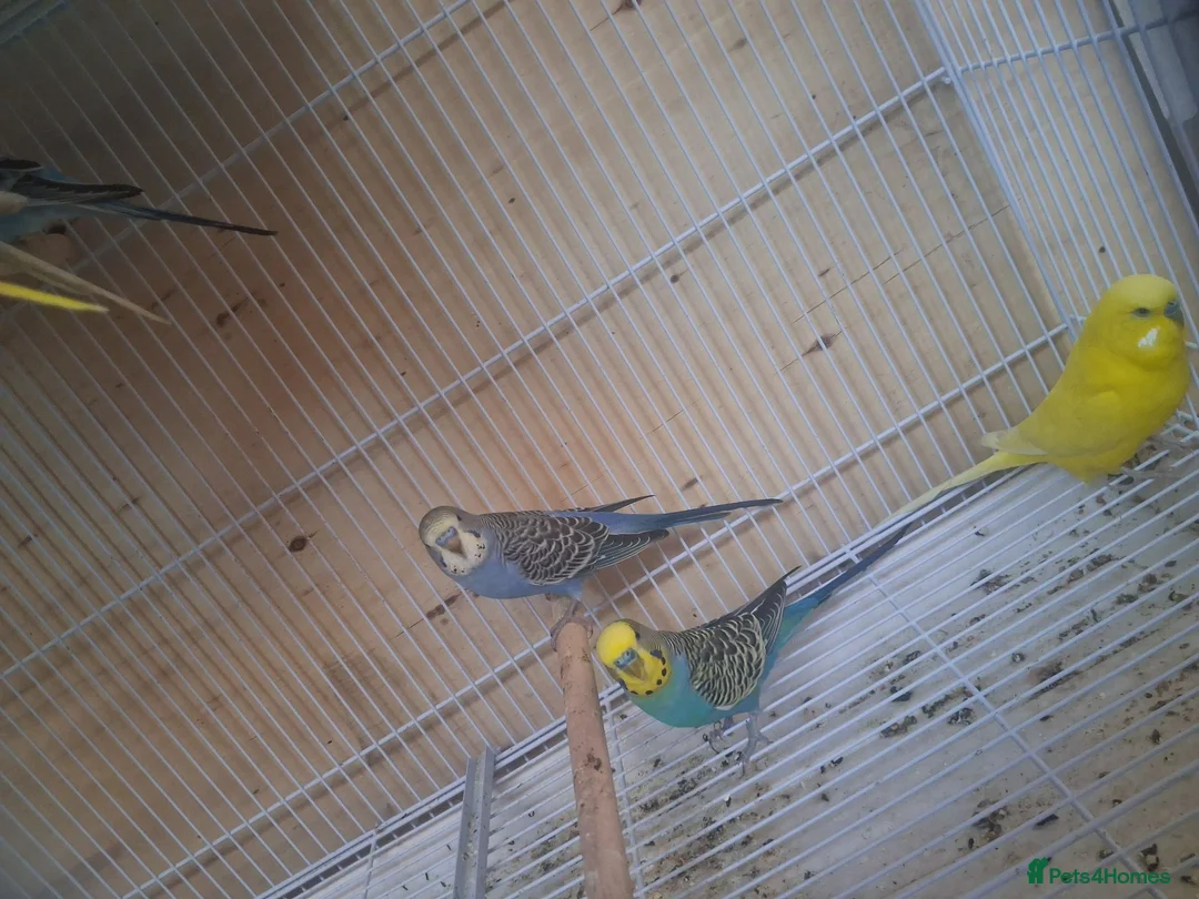Budgerigars birds for sale: Baby budgies in Wednesbury - Advert 3