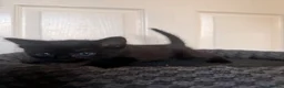 Domestic Shorthair cats for sale: 4 beautiful baby’s ready for there home - Advert 19