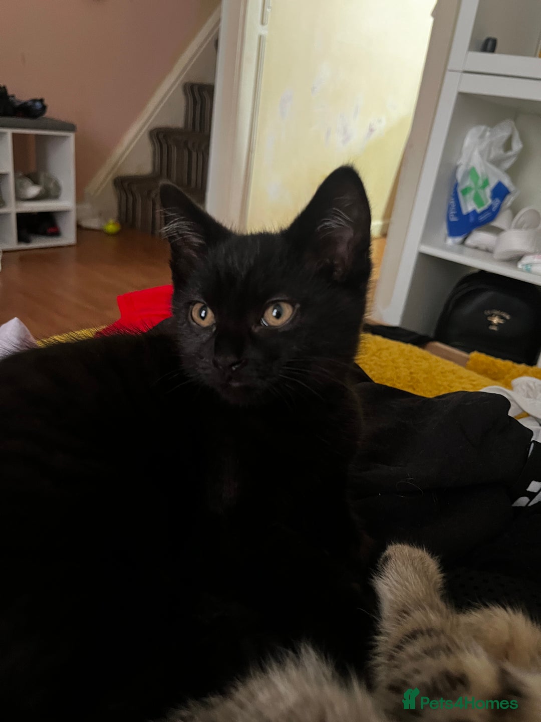 British Shorthair cats for sale: 2 little boys looking for home  - Advert 5