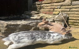 Netherland Dwarf rabbits for sale: Adult male Netherlands dwarf - Image 4