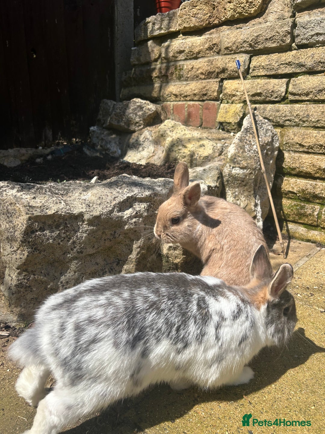 Netherland Dwarf rabbits for sale: Adult male Netherlands dwarf - Image 4