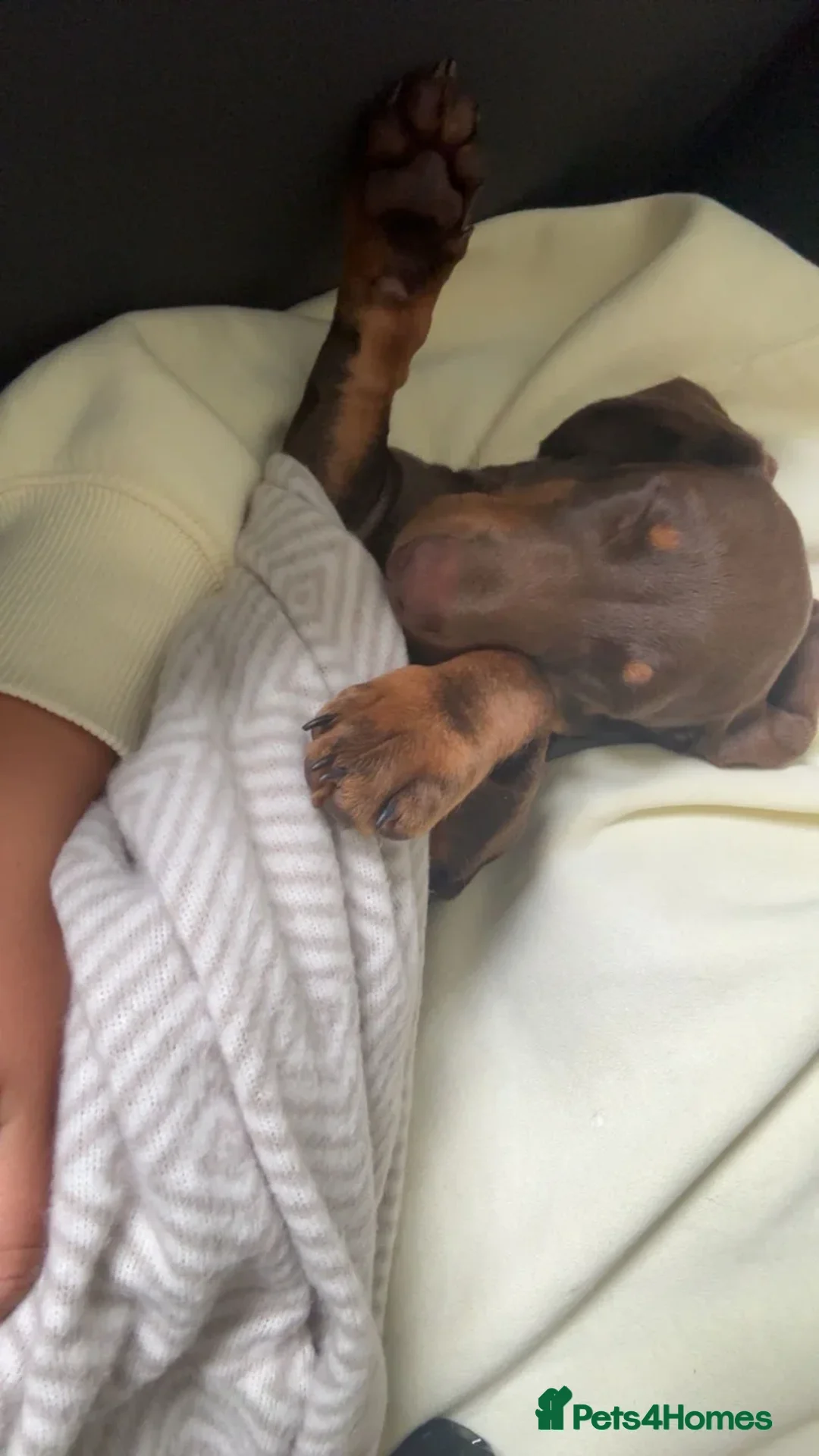 Miniature Dachshund dogs for sale: 1 year old chocolate miniature dachshund  in Musselburgh - Advert 2