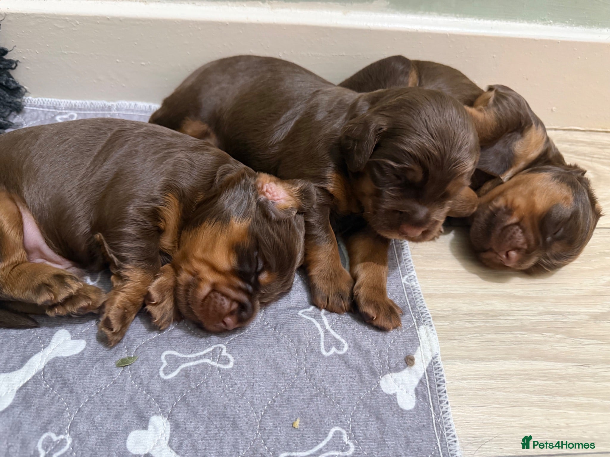 Sprocker dogs Beautiful Sprocker puppies  - Advert 11