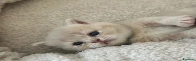 British Shorthair 2 light blue collar