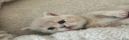 British Shorthair cats for sale: Breathtaking purebred British shorthair kittens - Advert 5