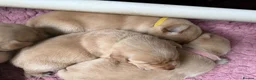 Labrador Retriever dogs for sale: K.C.Reg Superb Labrador Puppies - Advert 13