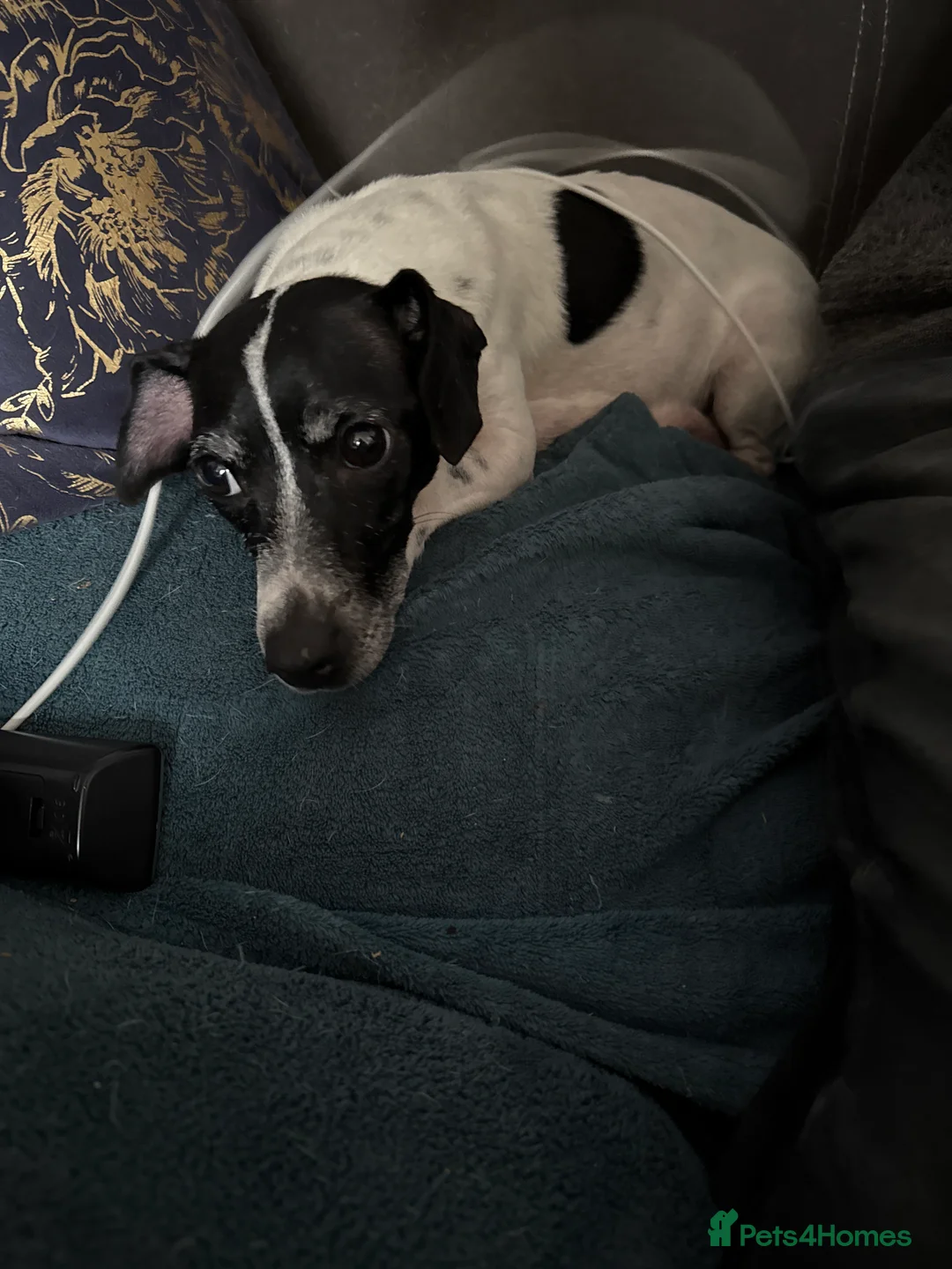 Jack Russell dogs for sale: 2 males  - Advert 1