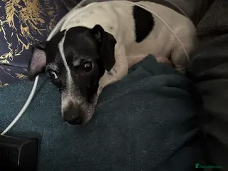 Jack Russell dogs 2 males - Advert 1