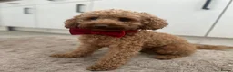 Toy Poodle dogs for stud: KC registered Red fox Toy poodle for stud  in Stoke-on-Trent - Advert 5